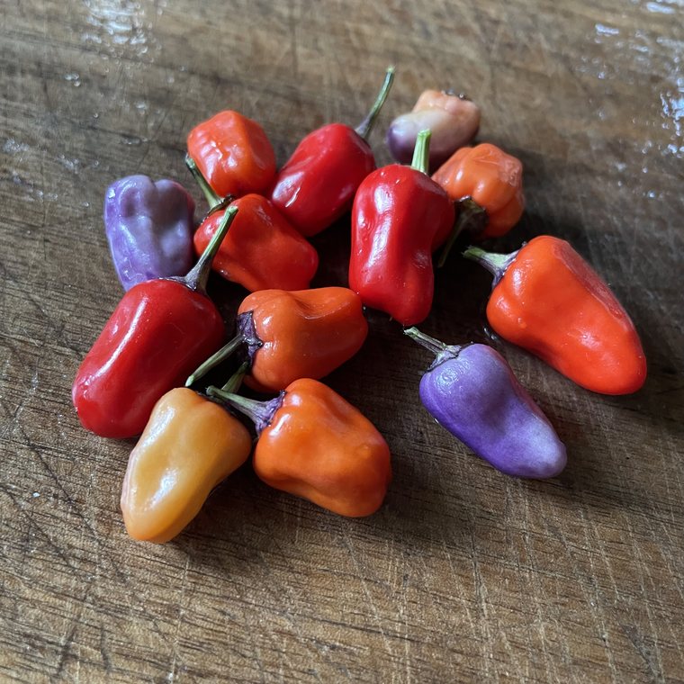 Oak Summit 2026 Chinese Five Color pepper - photo 1