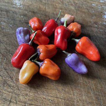 Oak Summit 2026 Chinese Five Color pepper - photo 1