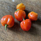 Oak Summit 2026 Scotch Bonnet pepper - photo 1