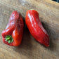 Oak Summit 2026 Poblano pepper - photo 1