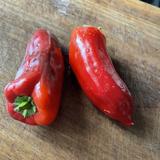 Oak Summit 2026 Poblano pepper - photo 1