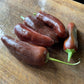 Oak Summit 2026 Brown Jalapeno pepper - photo 1