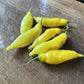 Oak Summit 2026 Lemon Drop pepper - photo 1