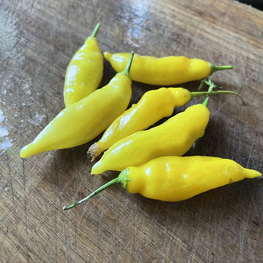Oak Summit 2026 Lemon Drop pepper - photo 1