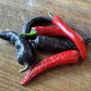 Oak Summit 2026 Jimmy Nardello pepper - photo 1