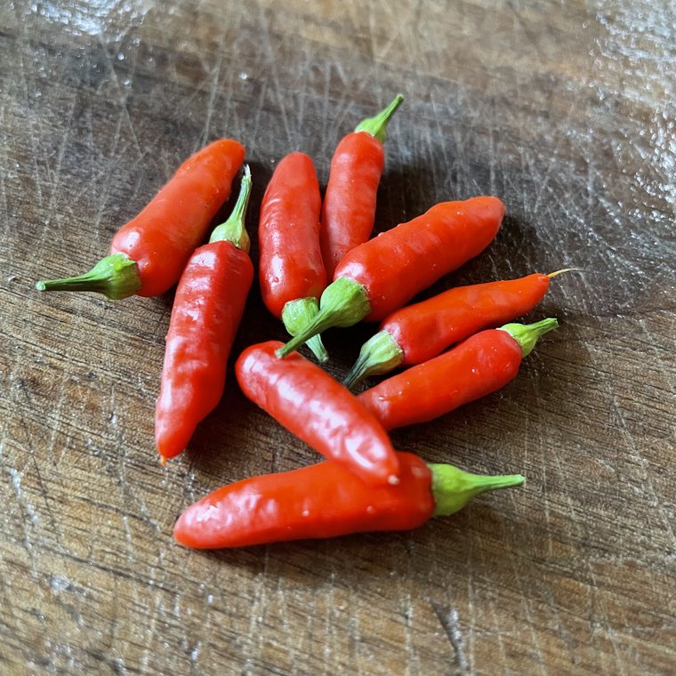 Oak Summit 2026 Tabasco pepper - photo 1