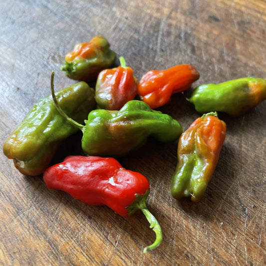 Oak Summit 2026 Pepperoncini pepper - photo 1
