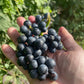 Valiant Grape Seeds (Vitis riparia x Fredonia) - Cold Hardy Table Grape - Zone 3 - 30+ Seeds