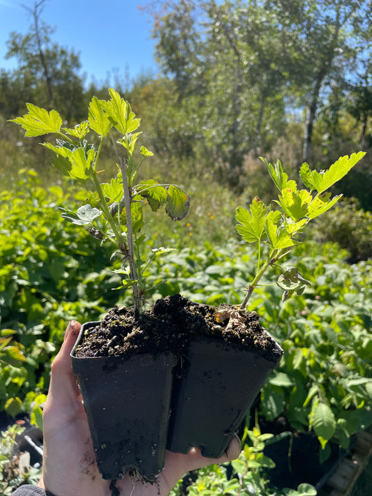 Glendale Gooseberry (Ribes uva-crispa ‘Glendale’) - Zone 3