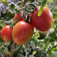 Candy Sweet Icicle tomato fruit - photo 2