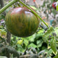 Rebel Starfighter: Penny Lane tomato fruit - photo 2
