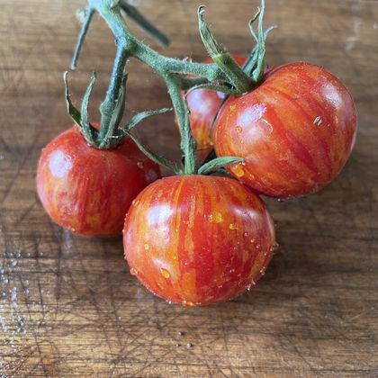 Tomato Seeds – Oak Summit Nursery