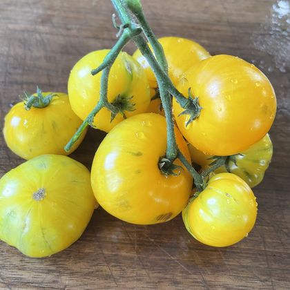 Dwarf Yellow Brick Road tomato fruit - photo 3