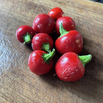 Oak Summit 2026 Sweet Cherry pepper - photo 2