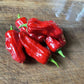 Oak Summit 2026 Pepperoncini pepper - photo 2