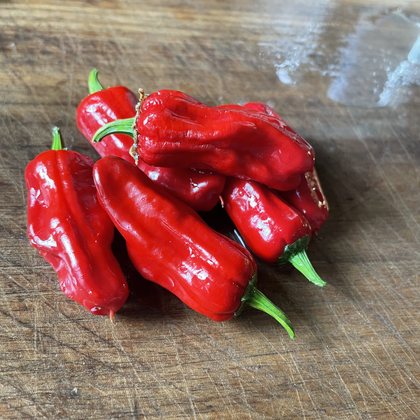 Oak Summit 2026 Pepperoncini pepper - photo 2