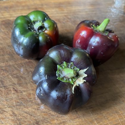 Oak Summit 2026 Purple Beauty pepper - photo 2