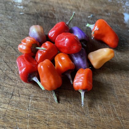 Oak Summit 2026 Chinese Five Color pepper - photo 2
