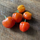 Oak Summit 2026 Scotch Bonnet pepper - photo 2