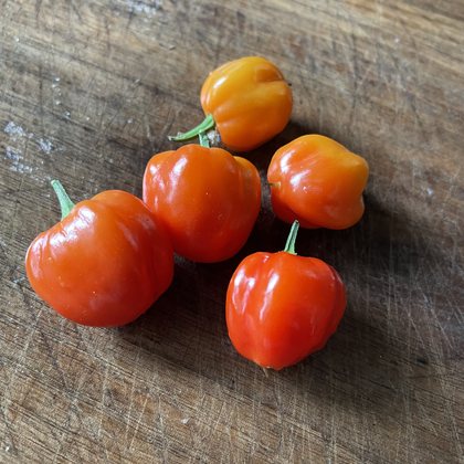 Oak Summit 2026 Scotch Bonnet pepper - photo 2