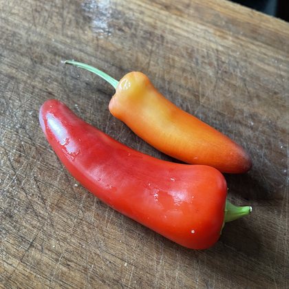 Oak Summit 2026 Sweet Banana pepper - photo 2