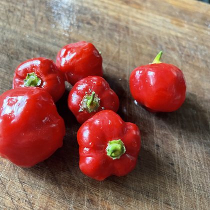 Oak Summit 2026 Hot Paper Lantern pepper - photo 2