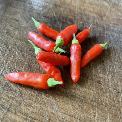Oak Summit 2026 Tabasco pepper - photo 2