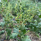 Graines de tabac sauvage (Nicotiana rustica, tabac aztèque) – Annuelle – 250+ graines