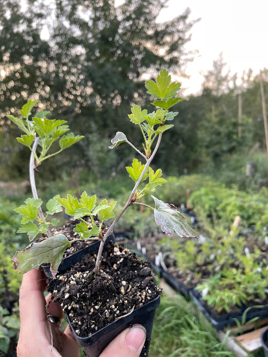 Purple Gooseberry (Ribes sp.)