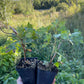 Grosella de clavo (Ribes odoratum)