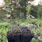 Carmine Jewel Seedling (Prunus 'Carmine Jewel')