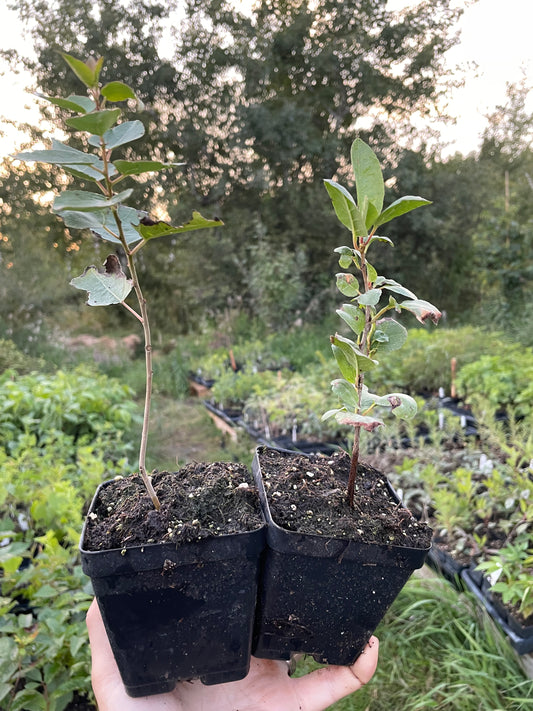 Carmine Jewel Seedling (Prunus 'Carmine Jewel')