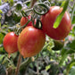 Candy Sweet Icicle tomato fruit - photo 3