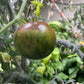 Rebel Starfighter: Penny Lane tomato fruit - photo 4