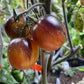 Rebel Starfighter Kayleigh Anne tomato fruit - photo 3