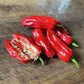 Oak Summit 2026 Pepperoncini pepper - photo 3