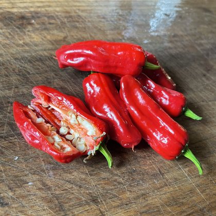 Oak Summit 2026 Pepperoncini pepper - photo 3