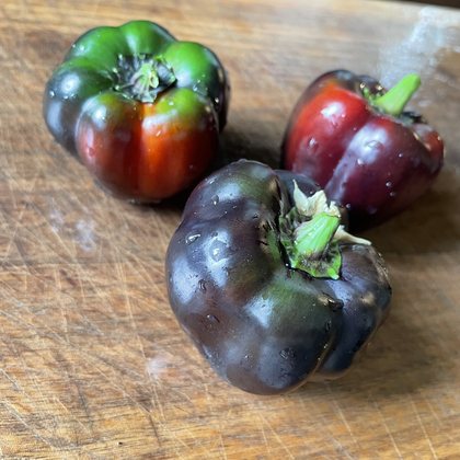 Oak Summit 2026 Purple Beauty pepper - photo 3