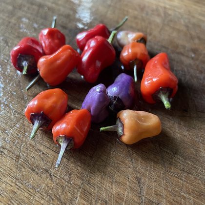 Oak Summit 2026 Chinese Five Color pepper - photo 3