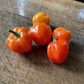 Oak Summit 2026 Scotch Bonnet pepper - photo 3