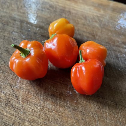 Oak Summit 2026 Scotch Bonnet pepper - photo 3