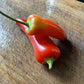 Oak Summit 2026 Sweet Banana pepper - photo 3