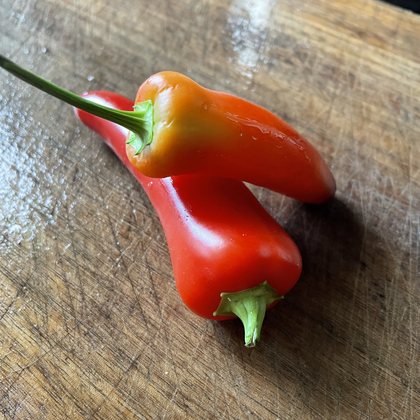Oak Summit 2026 Sweet Banana pepper - photo 3