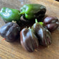 Oak Summit 2026 Chocolate Beauty pepper - photo 3