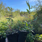 Sauce rizado (Salix sp.) - Zona 4/5