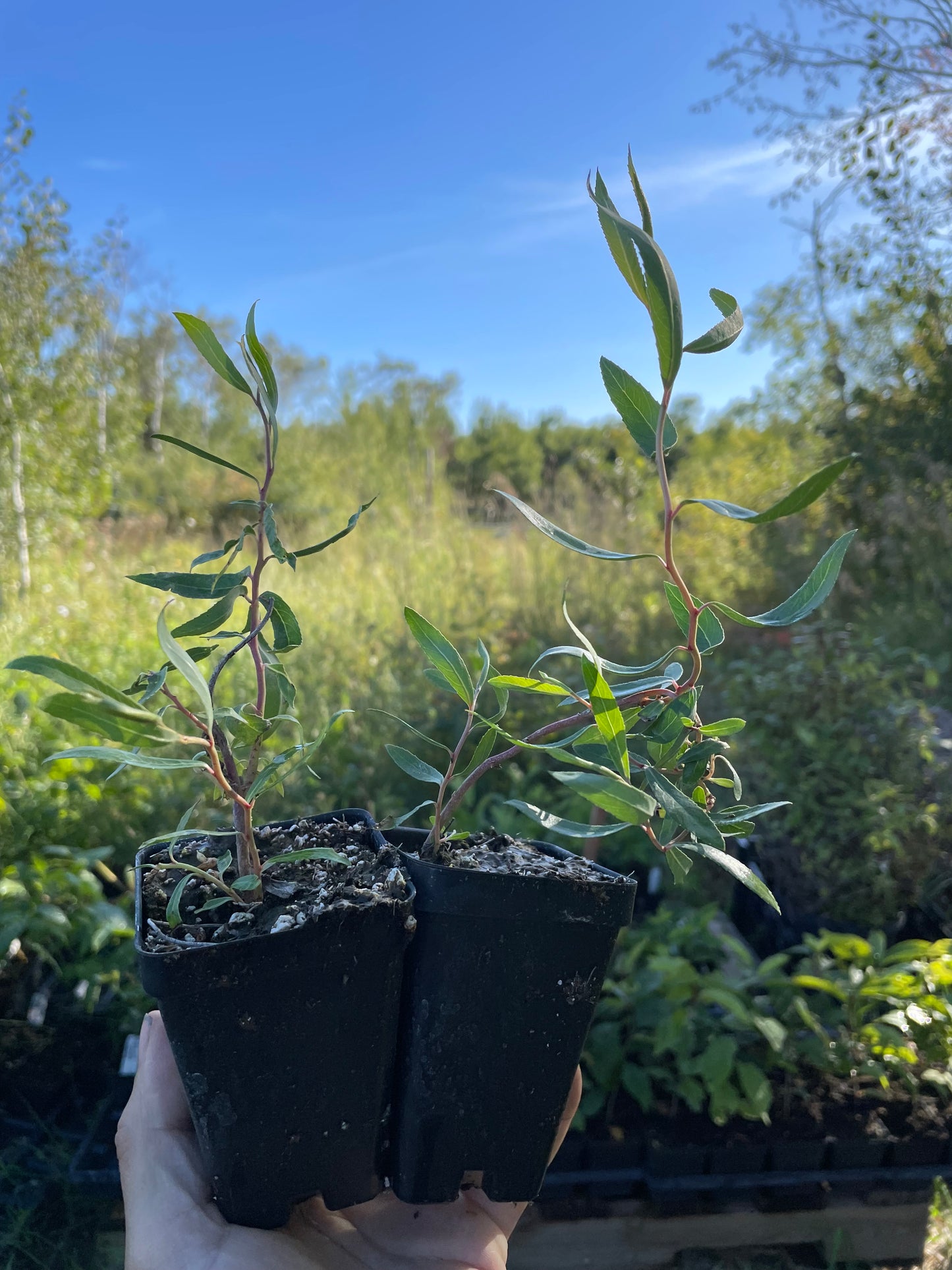 Curly Willow (Salix sp.) - Zone 4/5