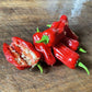 Oak Summit 2026 Pepperoncini pepper - photo 4