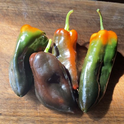 Oak Summit 2026 Poblano pepper - photo 4