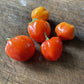 Oak Summit 2026 Scotch Bonnet pepper - photo 4