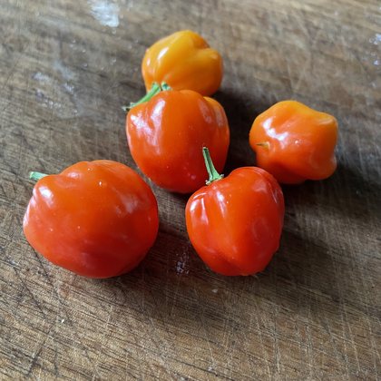 Oak Summit 2026 Scotch Bonnet pepper - photo 4